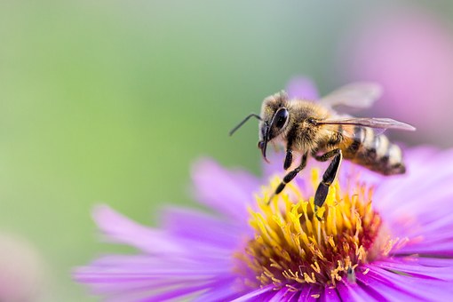 Volksbegehren Rettet die Bienen!