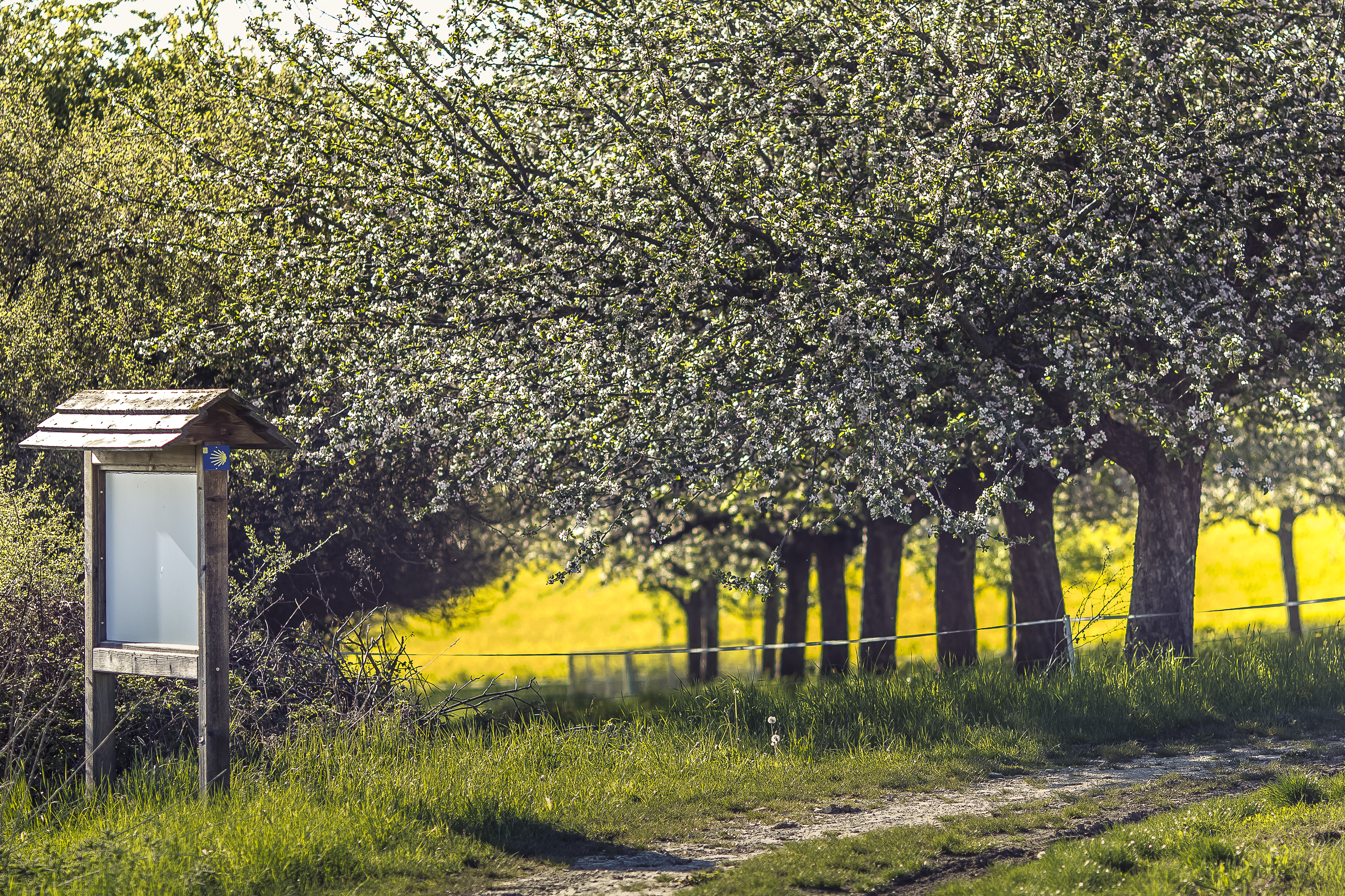 Kräuterweg in Böhmfeld