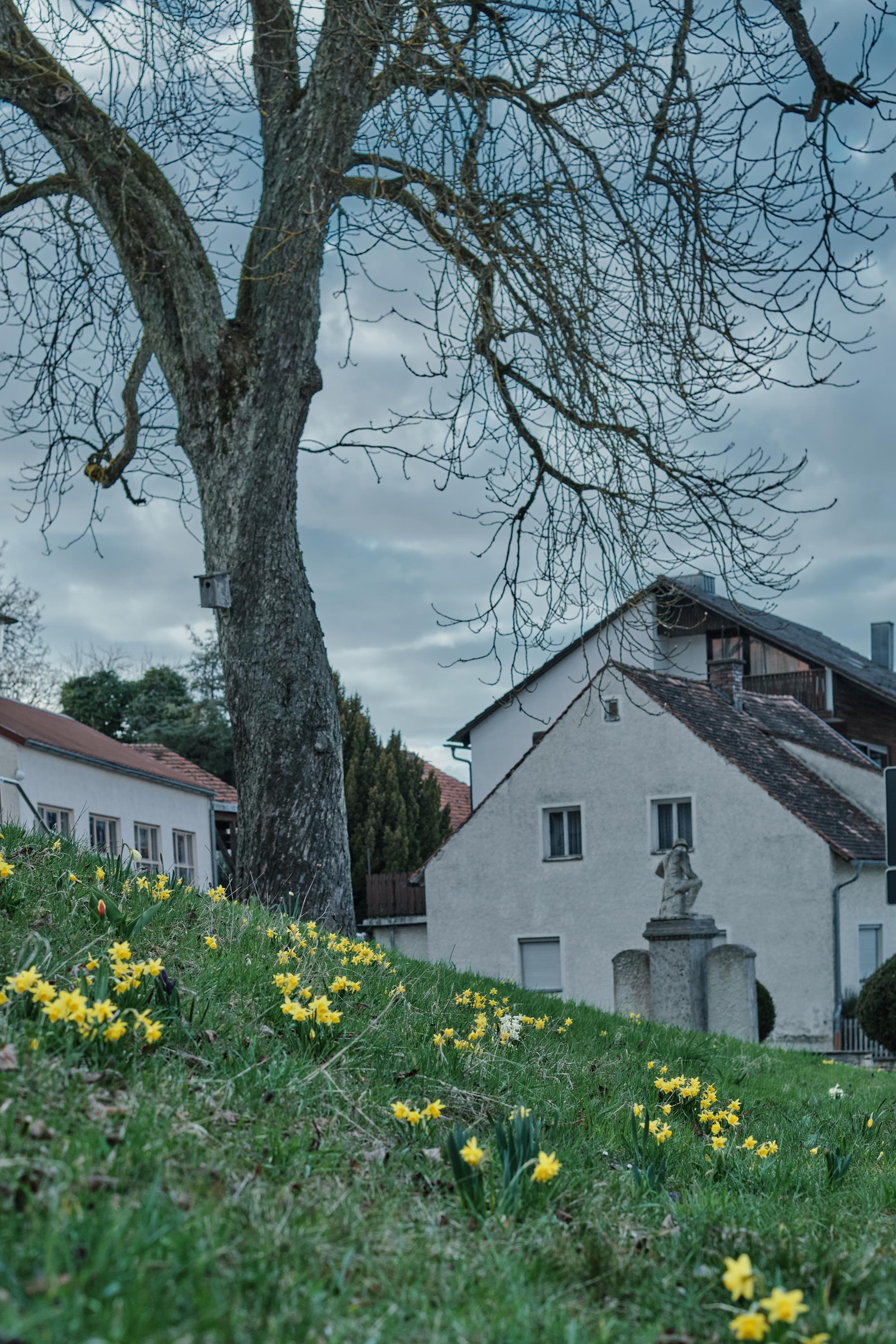 Osterglocken am Kriegerdenkmal